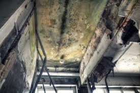 Best Environmental Consulting for Mold Prevention in San Dimas, CA